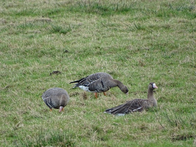 为球队的成 为球队的成